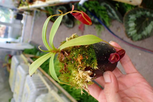 植物生育と土壌 ラッセル　昭和31年　近代農芸化学の創始者　バクテリオファージ 植物生育と土壌 ラッセル 昭和31年 近代農芸化学の創始者