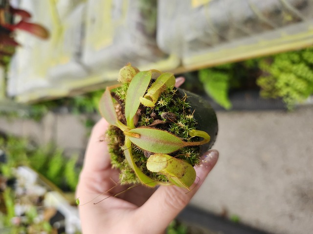 植物生育と土壌 ラッセル　昭和31年　近代農芸化学の創始者　バクテリオファージ グロッソプテリス008｜恐竜・化石グッズの専門店 ふぉっしる