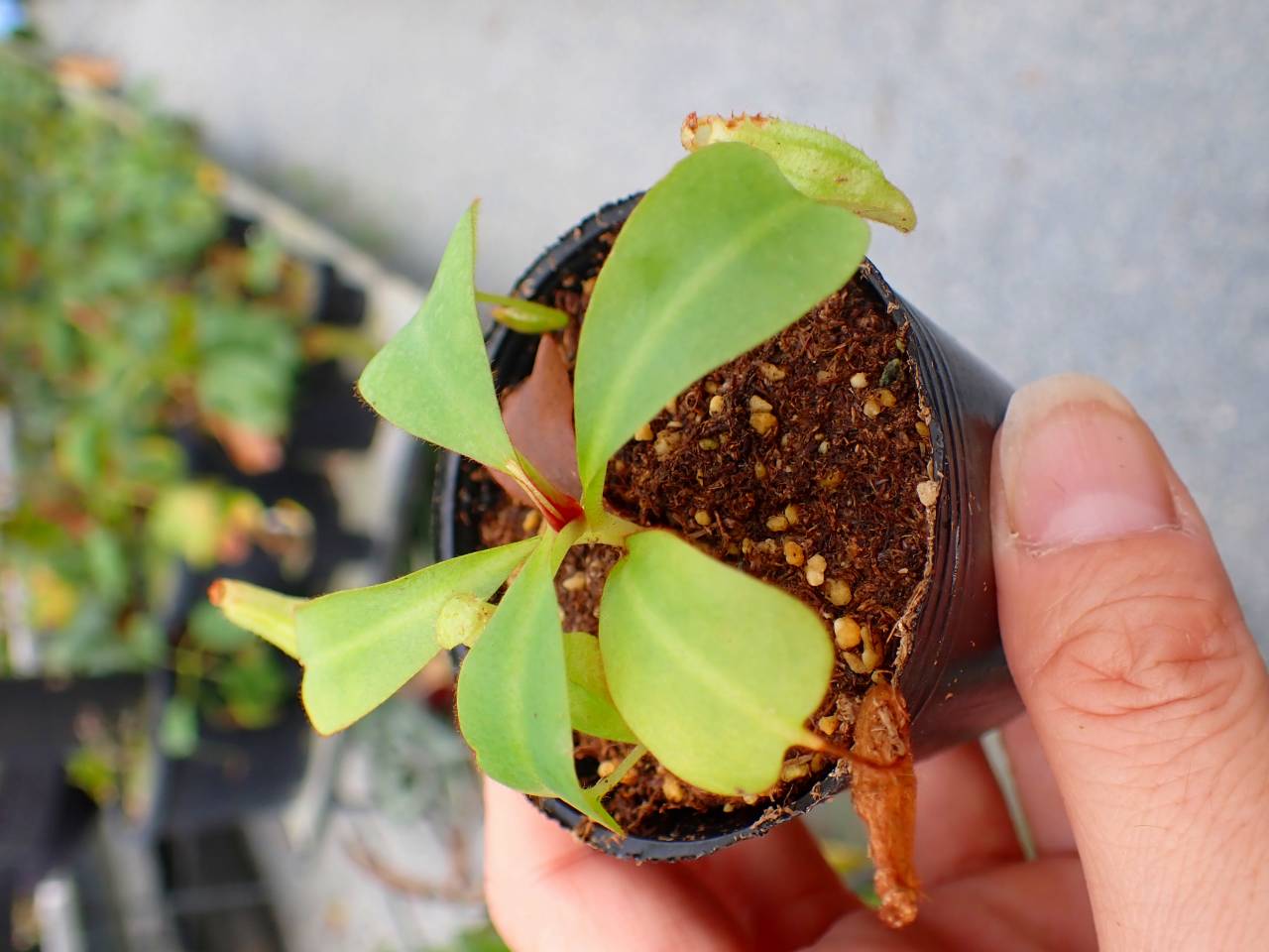 J210 5-1 [YA-170] N. clipeata Nep Gardner Y's Lab - Y's Exotics