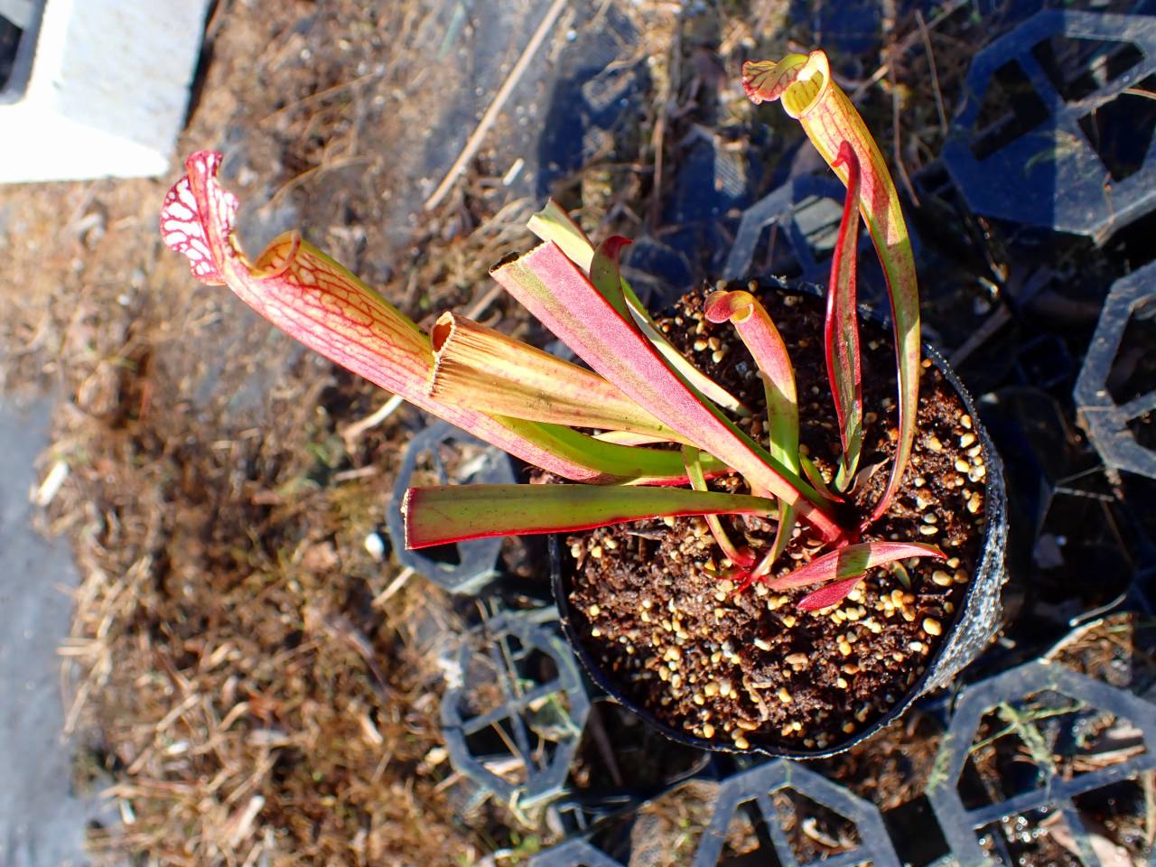 Y711 #BBB S. leucophylla rose No.1 Y's - Y's Exotics （山田食虫
