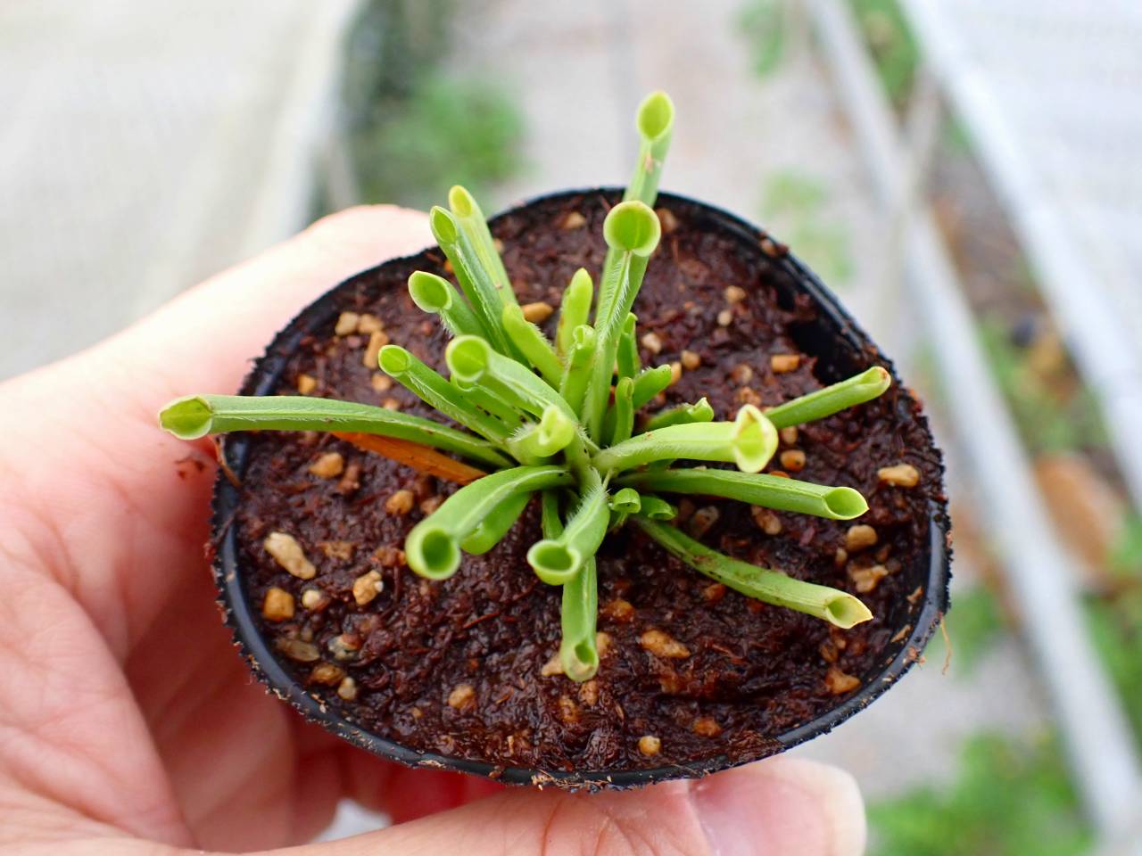 Y532 2H [YA-27] H. minor Y's Lab - Y's Exotics （山田食虫植物農園）