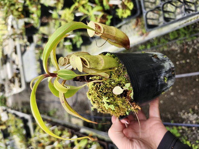 J571 4-1 N. viking x tenax | Y's Exotics （山田食虫植物農園）