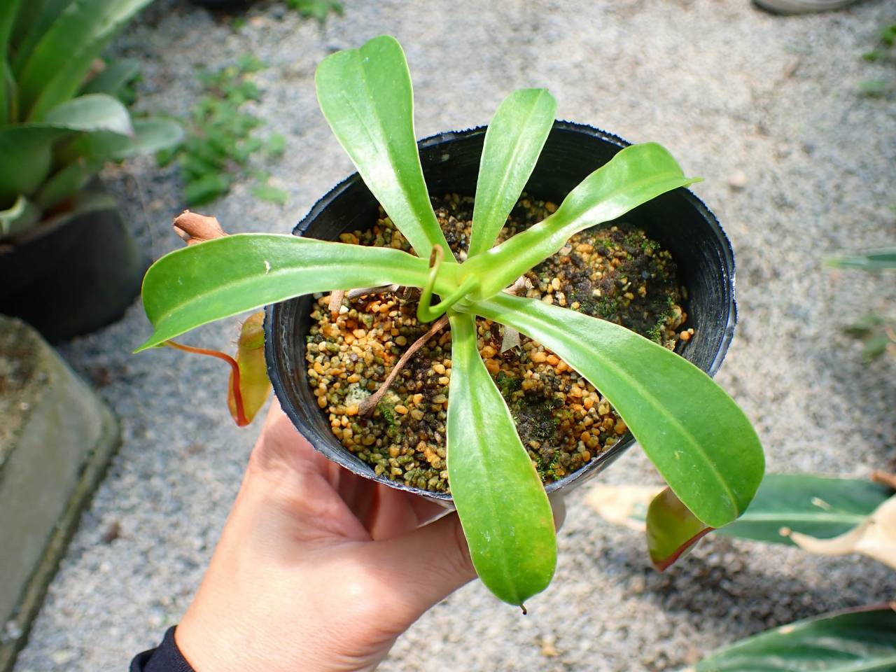 Y281 3-2 N. Ventrata - Y's Exotics （山田食虫植物農園）