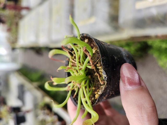 P665 1-2 Darlingtonia californica Y's Lab | Y's Exotics