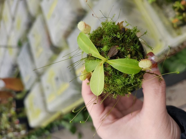 R330 1-4 N. undulatifolia x rajah #NNN - Y's Exotics （山田食虫