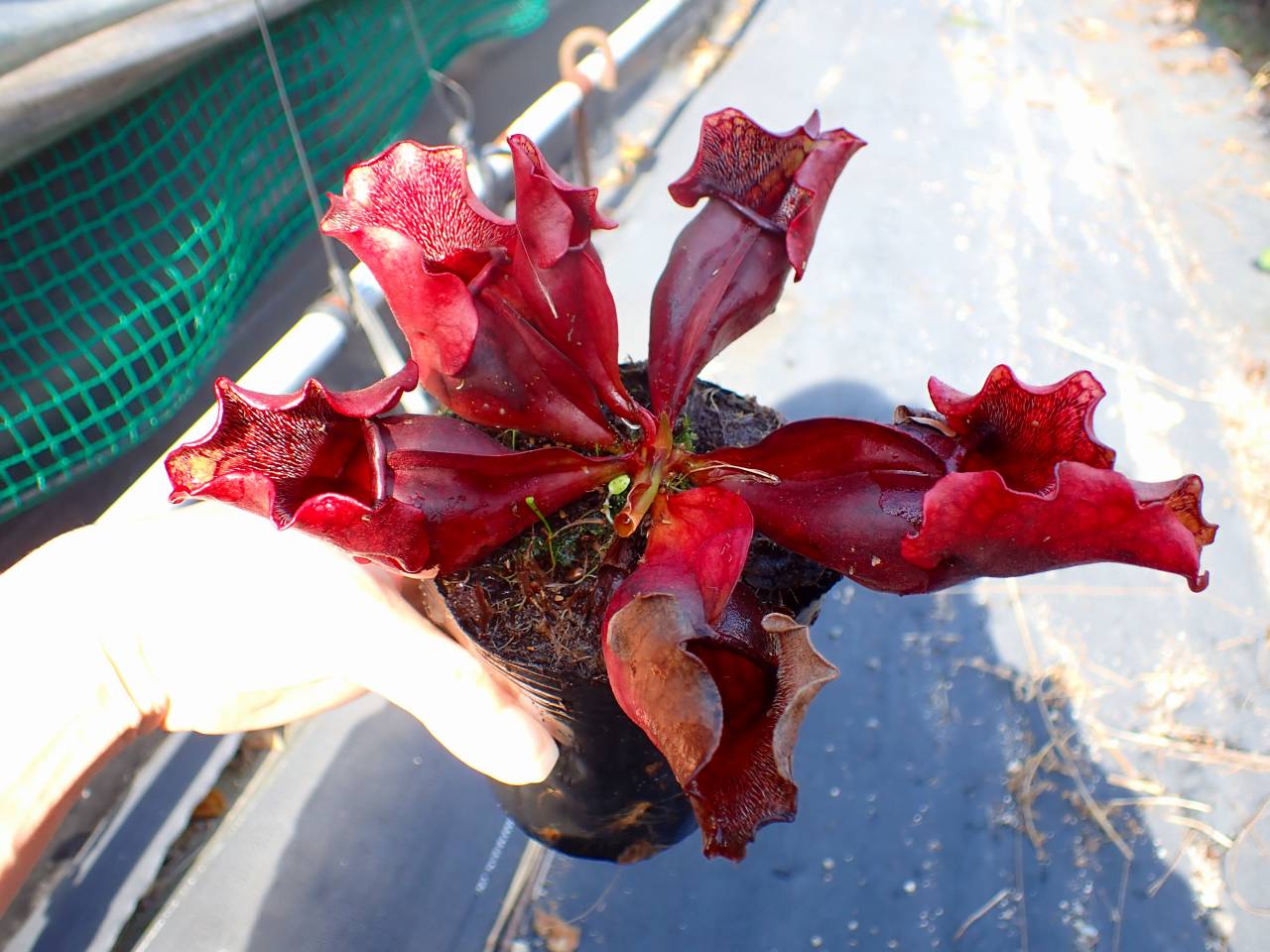 G266 S. purpurea ssp. venosa (伊勢花菖蒲園選別丸形株 No.16) MS