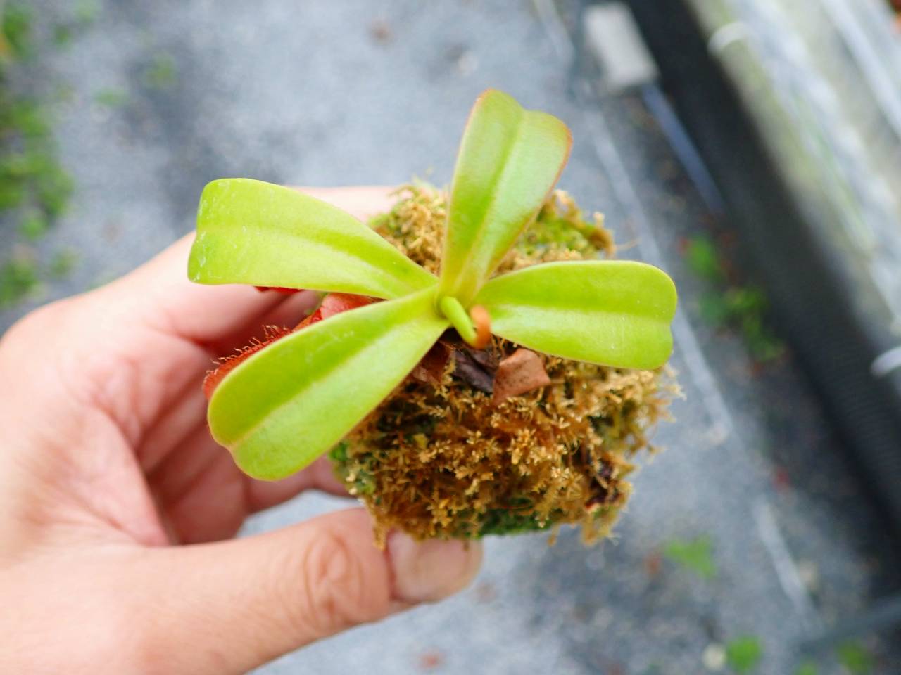 Y370 5-1 N. ventricosa x edwardsiana giant SB - Y's Exotics （山田