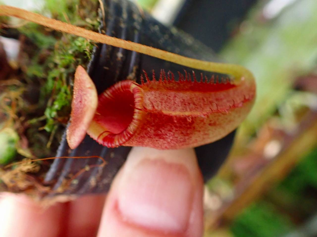 G156 1-3 N. rajah x lowii konan - Y's Exotics （山田食虫植物農園）