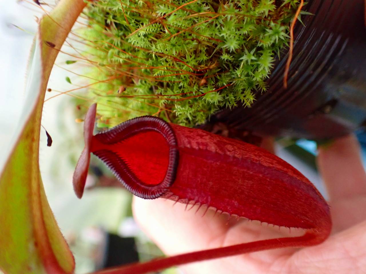 HaaaaaN Canopus 生写真 バラ売り HaaaaaN Canopus 生写真 バラ売り HaaaaaN Canopus 生写真 バラ売り