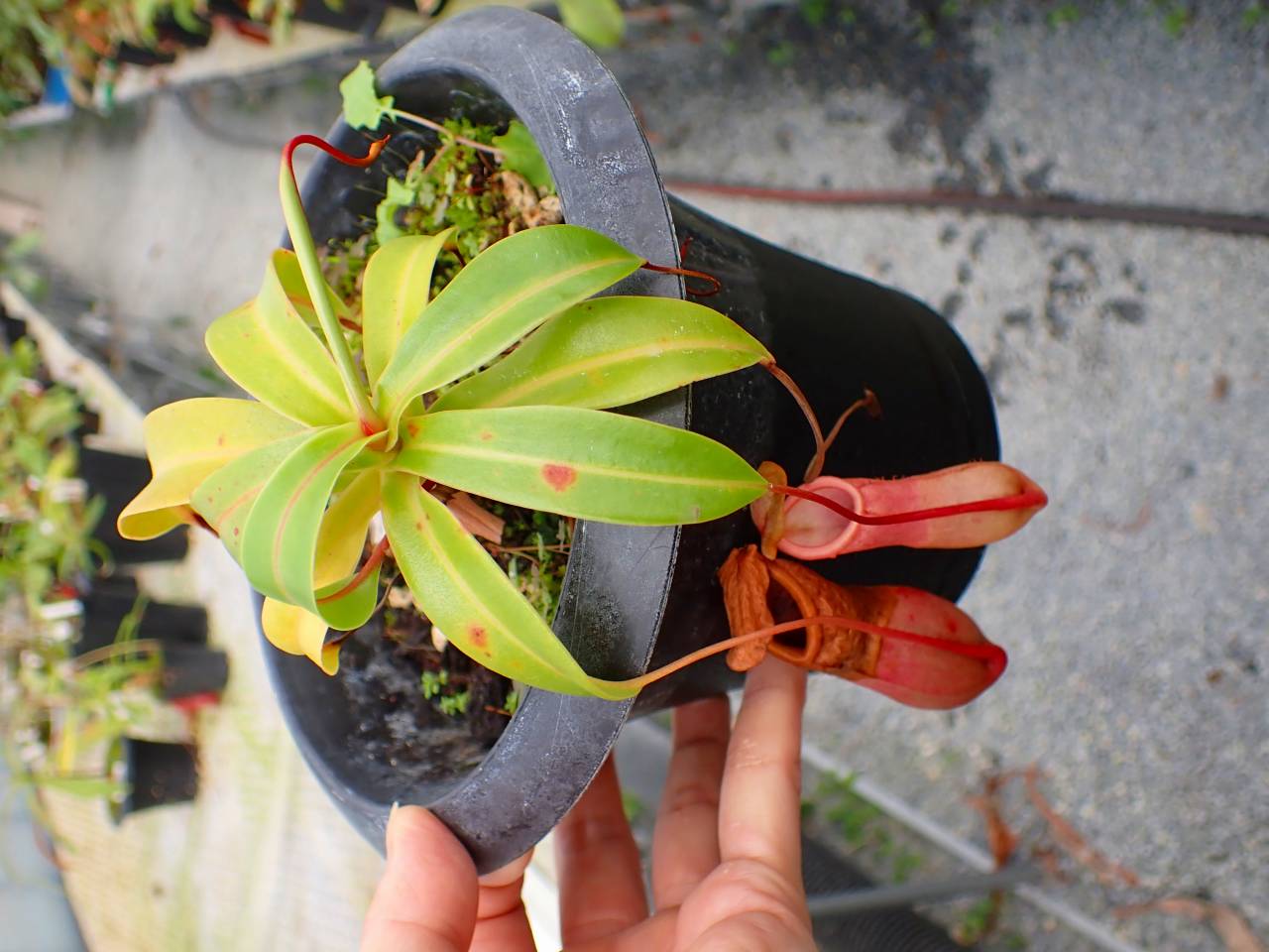 P204 5-3 #BBB N. globamphora (belii) x ventricosa green (Quezon