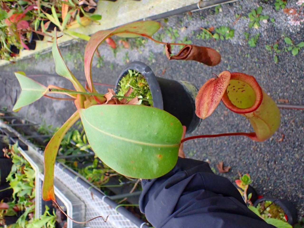 Y972 5-2 N. truncata x sibuyanensis Y's - Y's Exotics （山田食虫