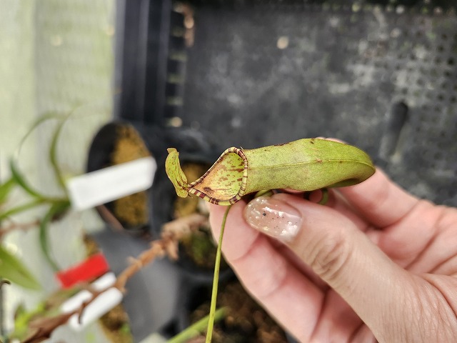 R276 3-1 N. xTrichocarpa spotted - Y's Exotics （山田食虫植物農園）