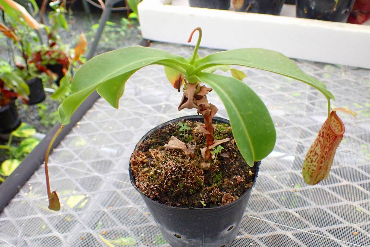 G694 5-3 #BBB N. Sanyo 一正園 | Y's Exotics （山田食虫植物農園）