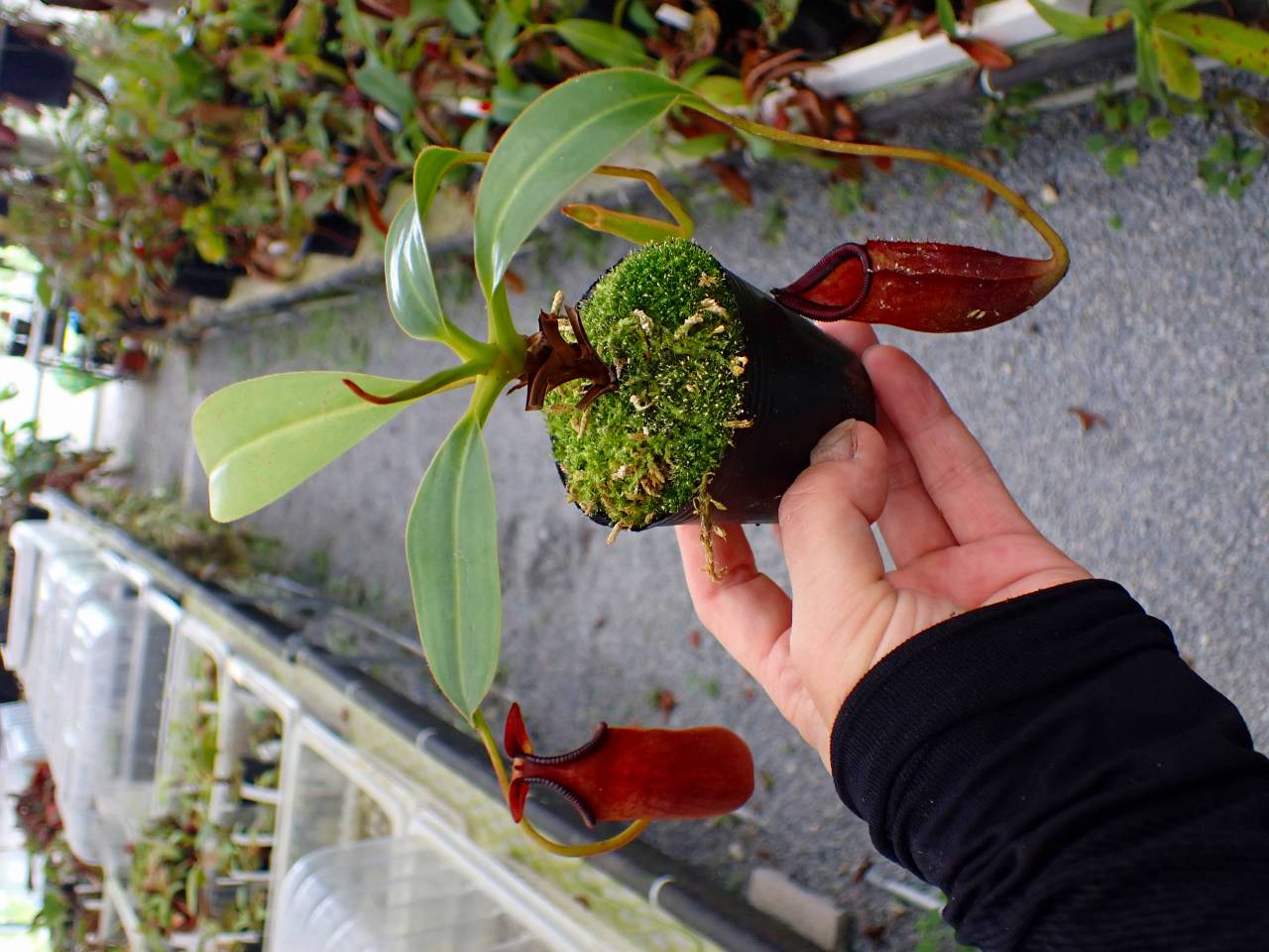 HaaaaaN Canopus 生写真 バラ売り P359 5-1 N. (bicalcarata x campanulata) x lowii #NNN - Y's Exotics