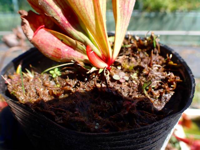 G030 #BBB S. purpurea Hybrid (seedling) | Y's Exotics （山田食虫