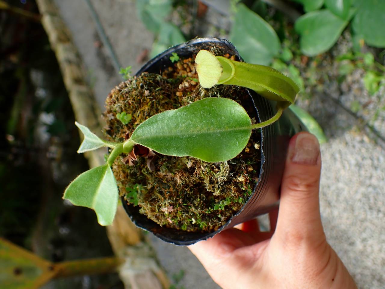Y302 1-1 N. maxima wavy stem x maxima (d) Sulawesi green Y's - Y's