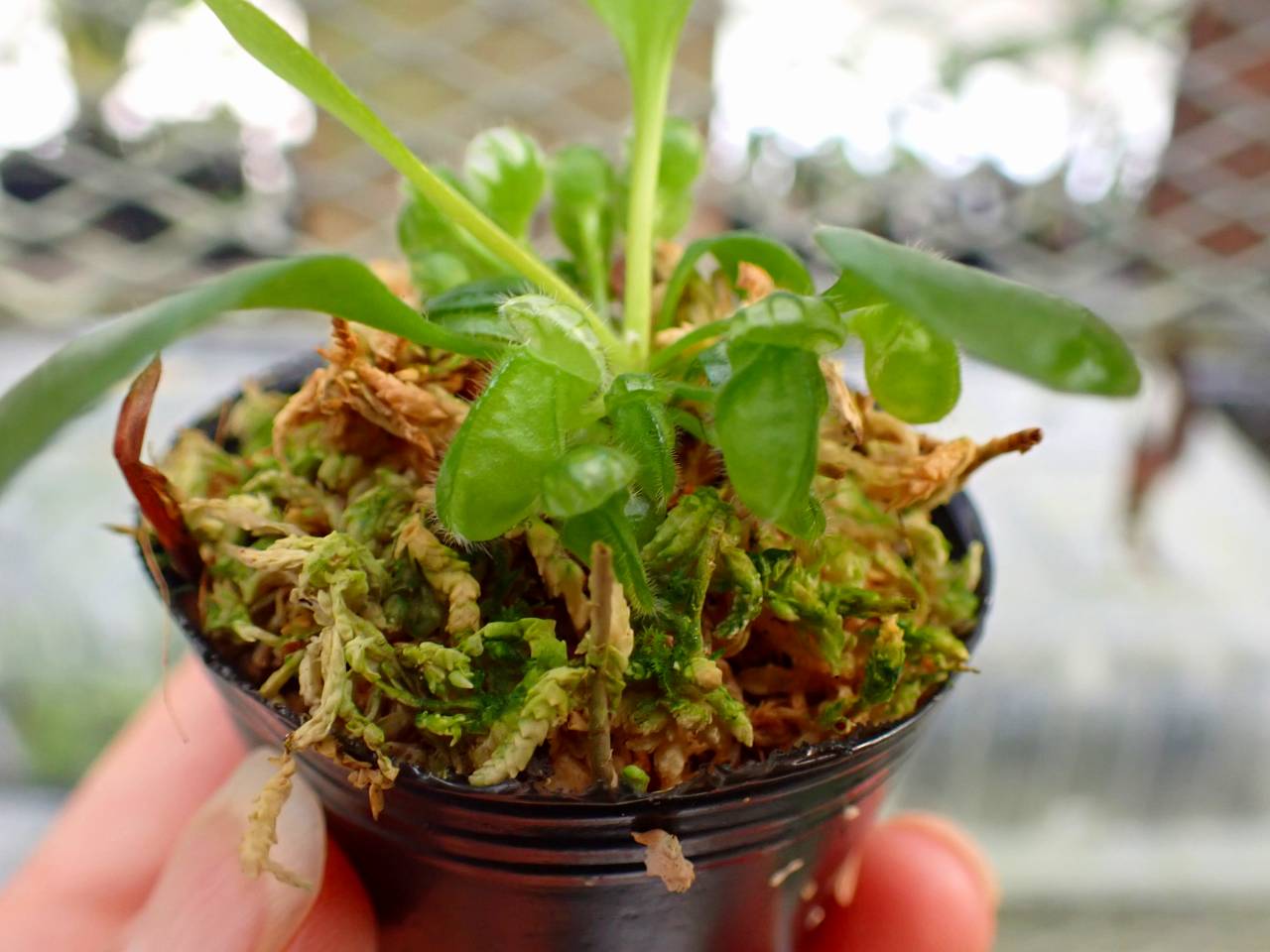 Y033 3-2 [YA-30] Cephalotus follicularis Giant Y's Lab - Y's