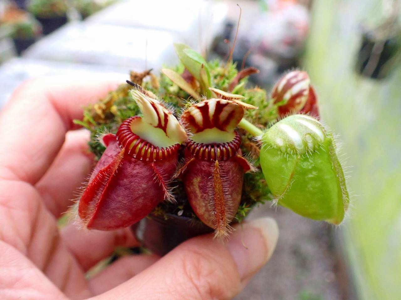 G079 1-1 #BBB Cephalotus follicularis (ex Botanical Garden