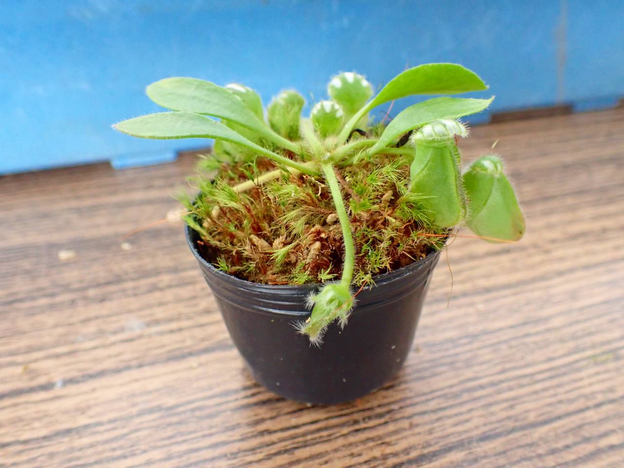 J544 1-2 #BBB Cephalotus follicularis seedling's of Hummer's Giant