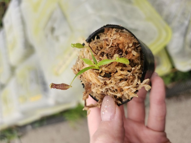 G138 1-4 [YA-186] N. lowii Gn Mulu x ephippiata Y's Lab - Y's
