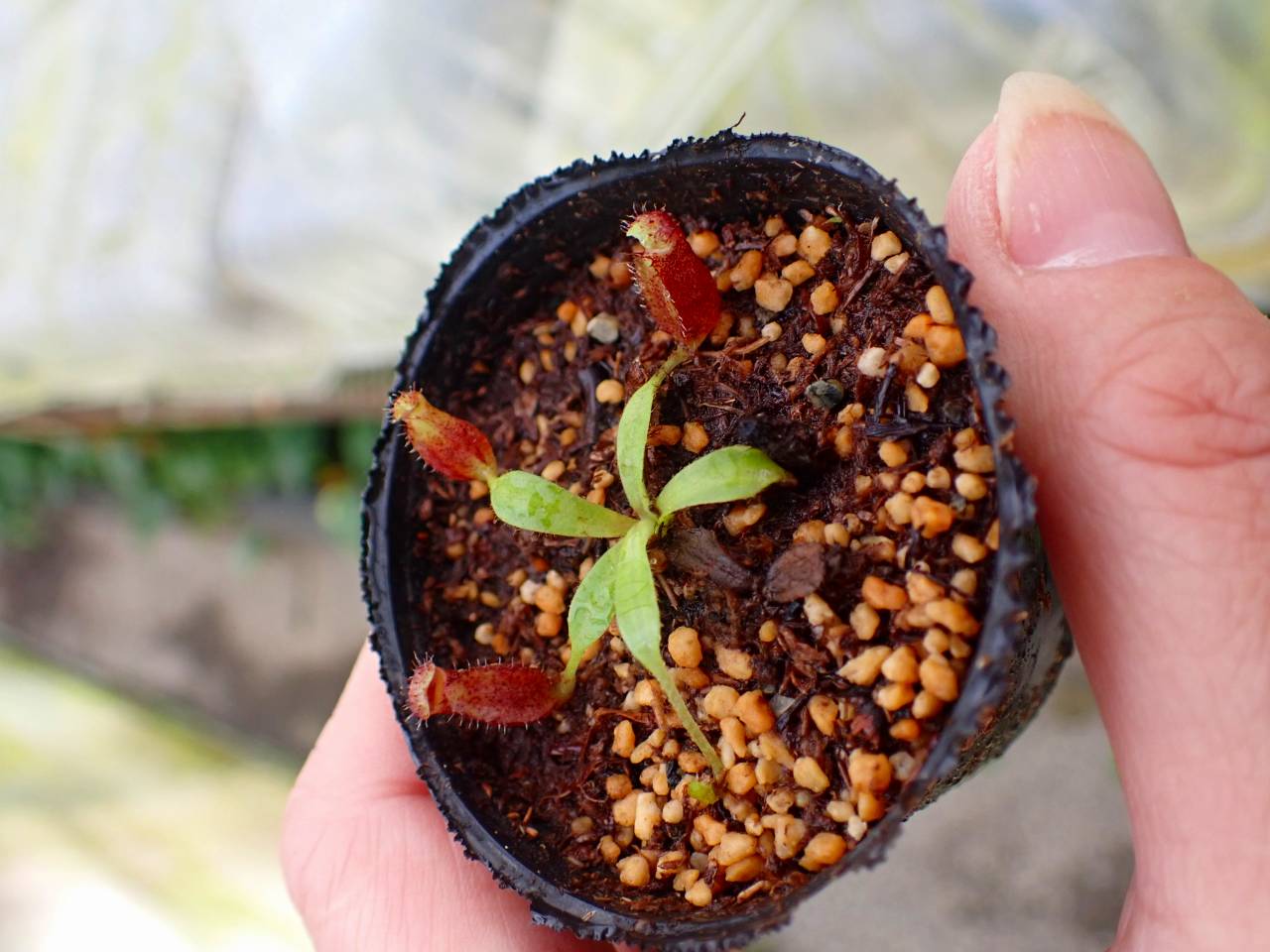 植物 Y429 1-4 N. lowii x macrophylla #NNN - Y's Exotics （山田食虫植物