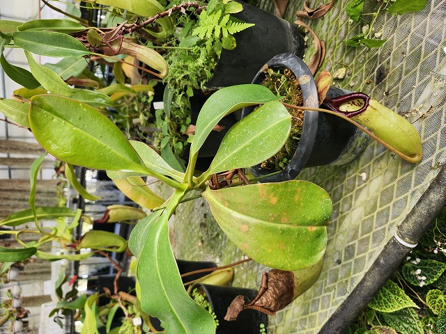 G074 5-2 N. truncata x sibuyanensis Y's | Y's Exotics （山田食虫