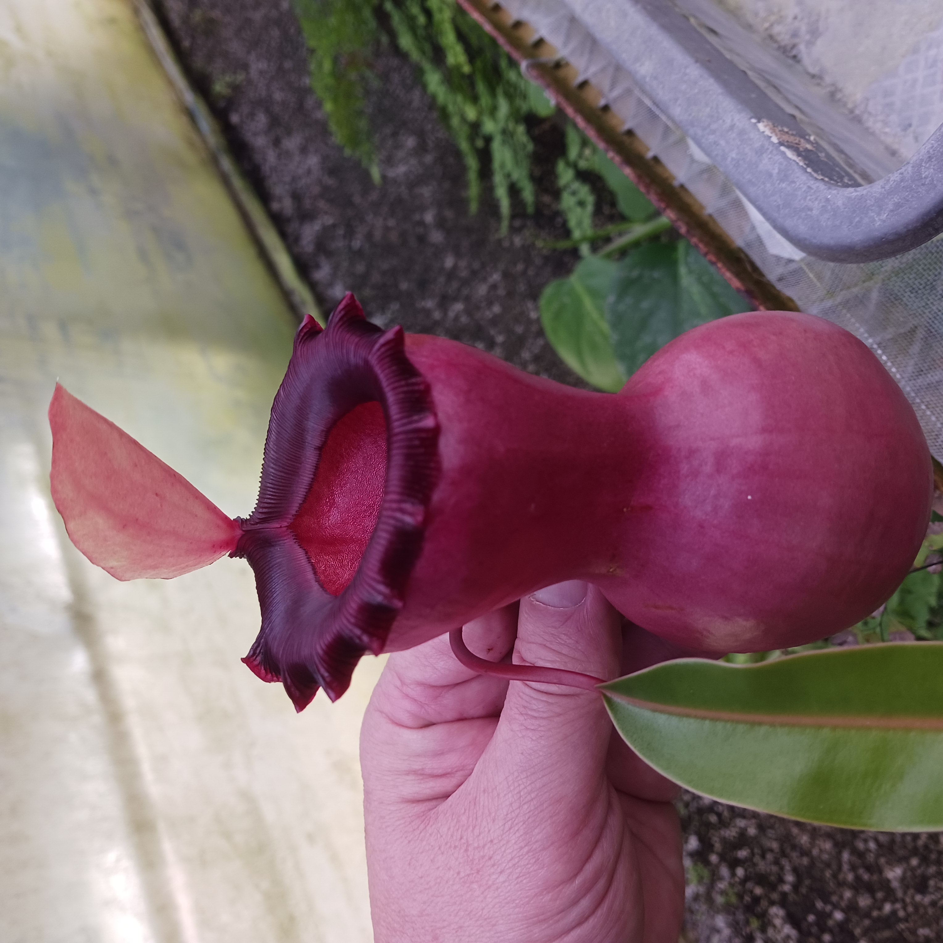 O145 N.ventricosa '姫神' | Y's Exotics （山田食虫植物農園）