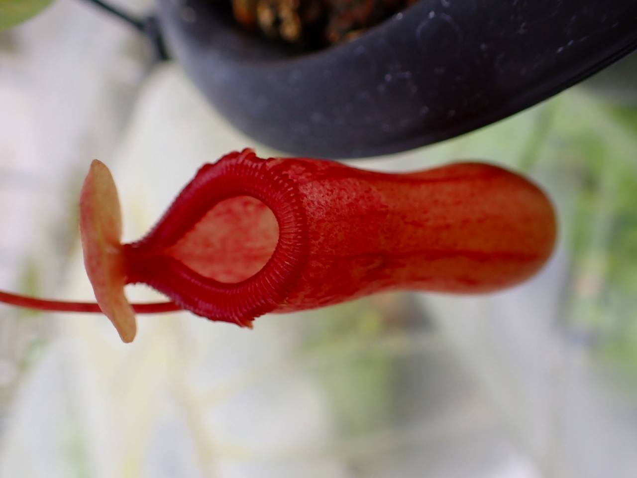 E178 5-1 #BBB N. ventricosa red (s) - Y's Exotics （山田食虫植物農園）