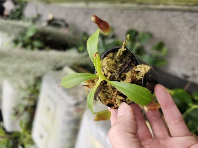 J552 1-4 N. lowii x macrophylla #NNN - Y's Exotics （山田食虫植物