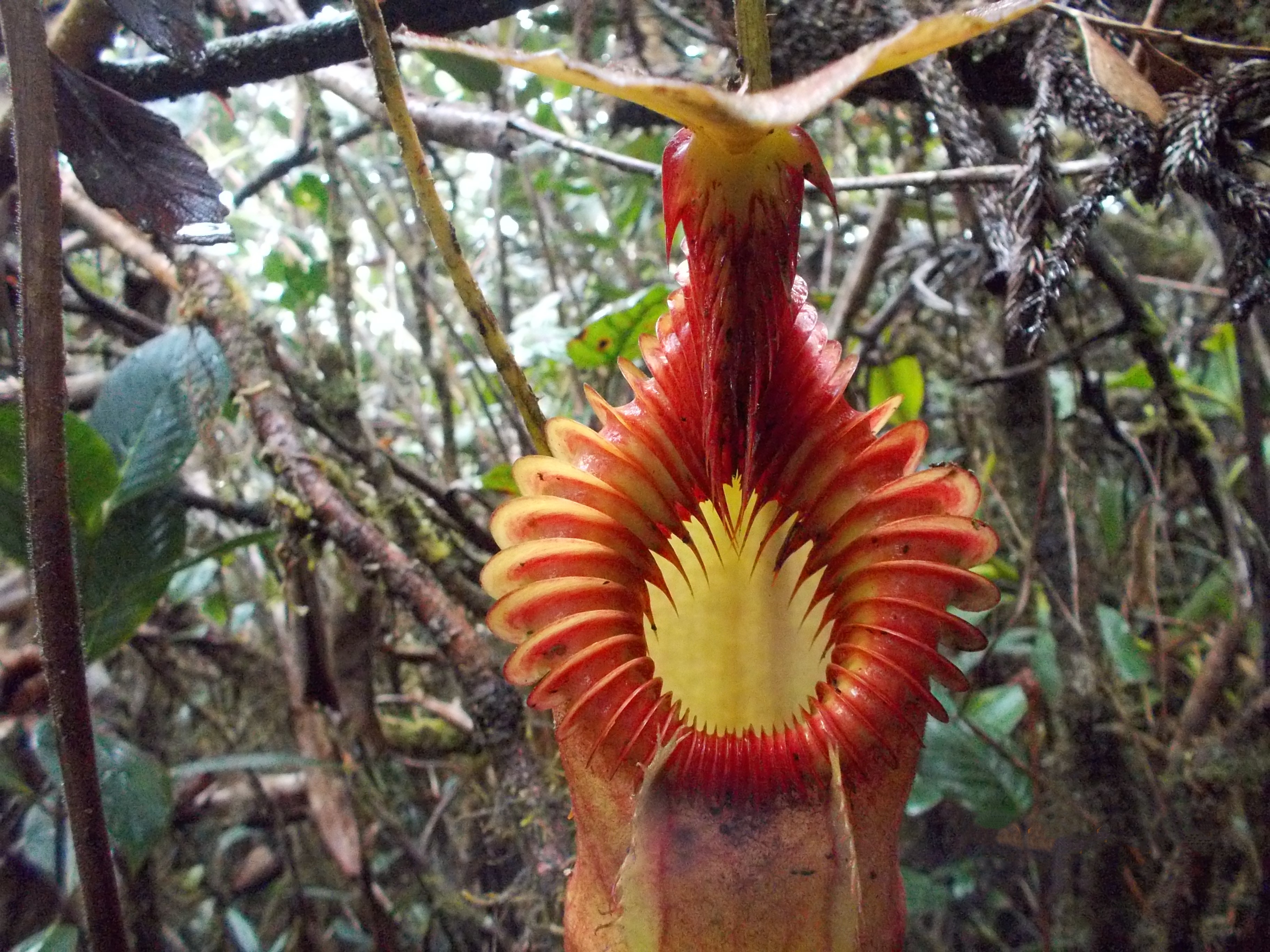 N.xharryana Tambuyukon - Y's Exotics （山田食虫植物農園）