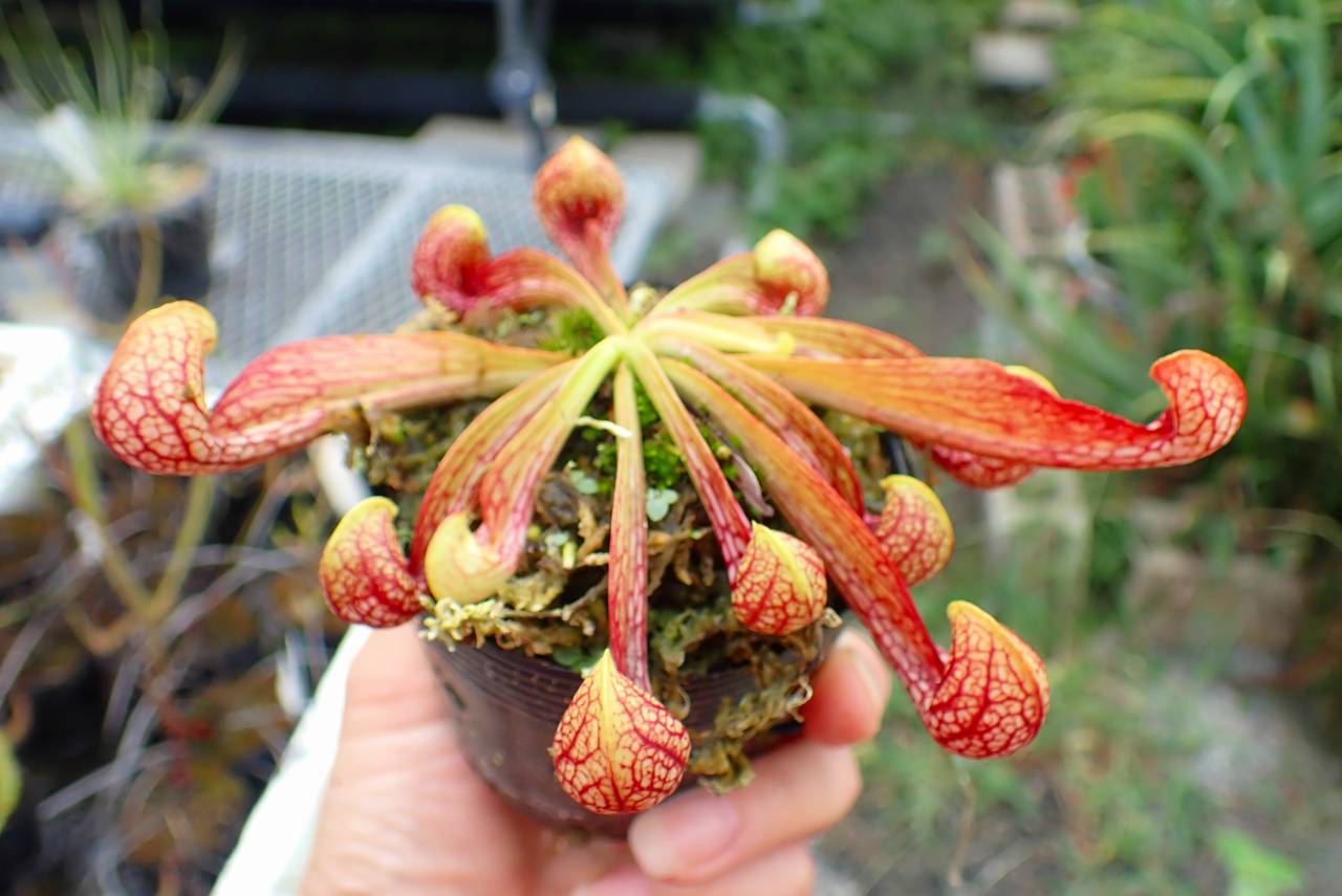 G783 4-1 S. psittacina SWC | Y's Exotics （山田食虫植物農園）