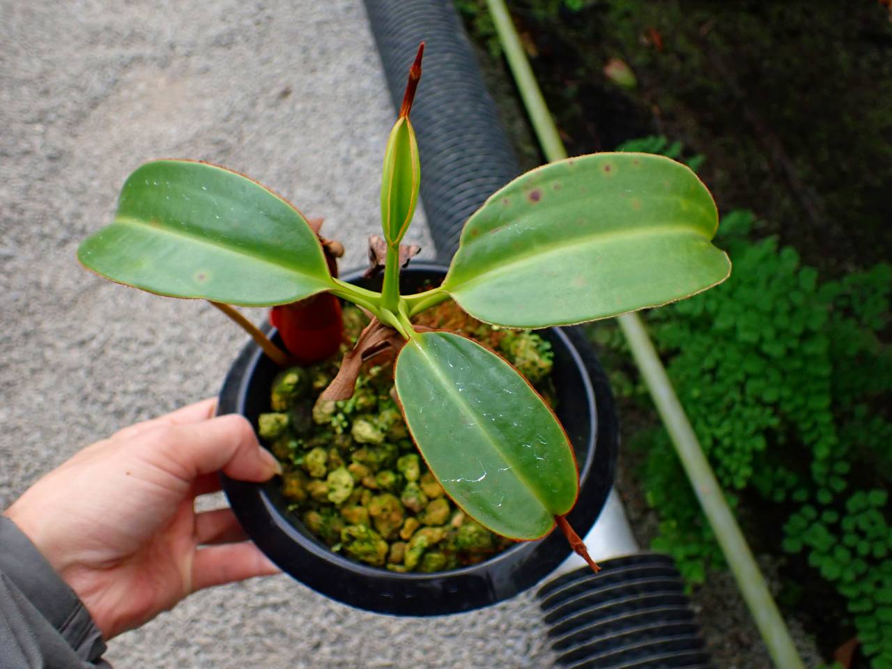 G093 1-3 N. macrophylla Trumadi WN - Y's Exotics （山田食虫植物農園）