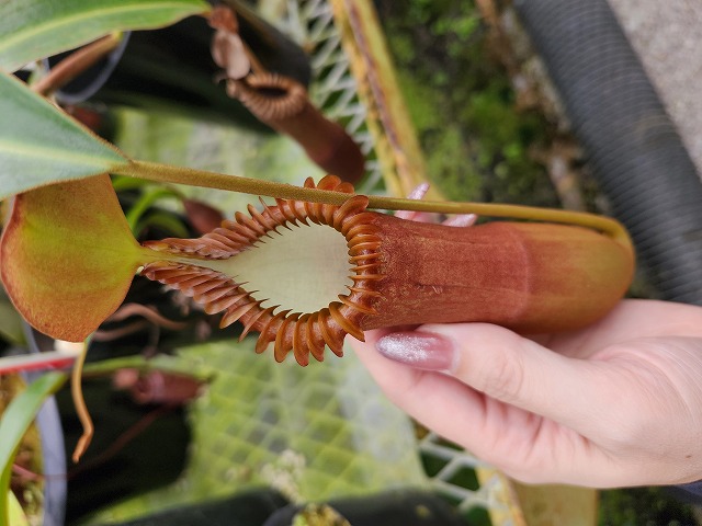 食虫植物N. edwardsiana Tambuyukon N. hamata x xharryana Tambuyukon #山田食虫植物農園 ＃食虫