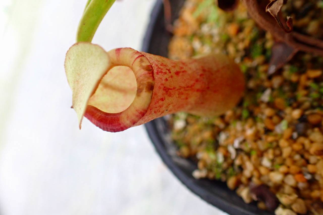 P195 5-3 #BBB N. ventricosa 丸型 斑入 ♀ 古本 | Y's Exotics