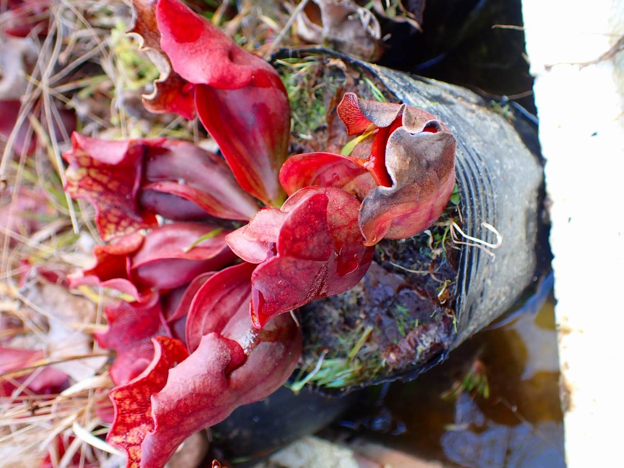 Y299 S. purpurea ssp. venosa (伊勢花菖蒲園選別丸形株 No.16) MS