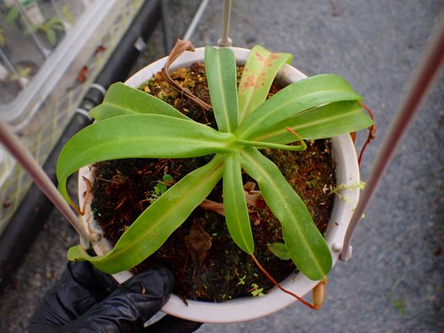 G822 5-1 N. ventricosa-red seedling | Y's Exotics （山田食虫植物農園）
