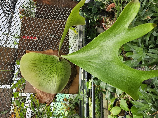 Y959 3-2 Platycerium Ellisotis - Y's Exotics （山田食虫植物農園）