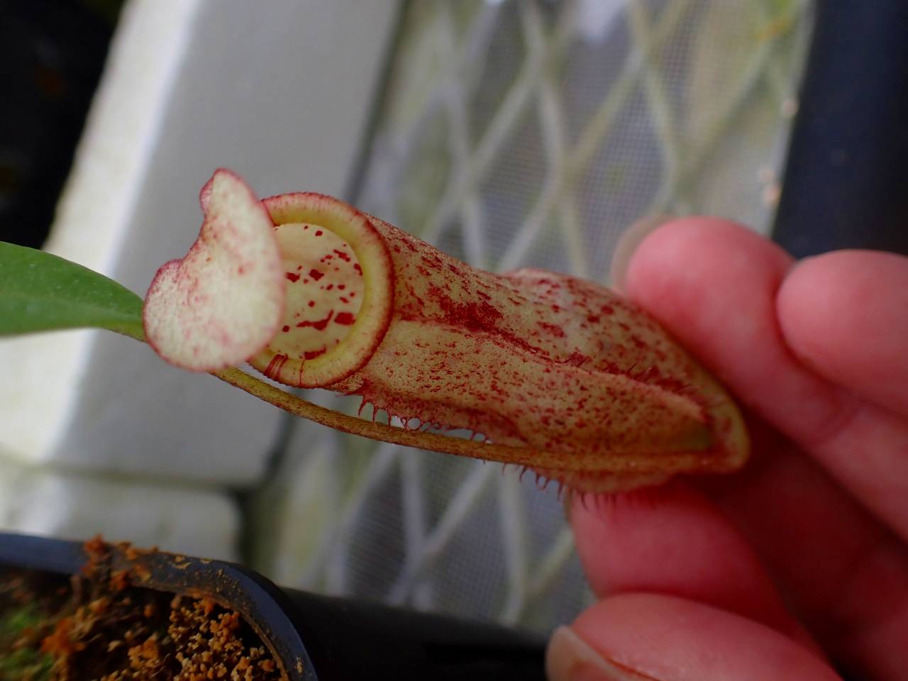 R105 5-3 N. peltata f. yellow phantom `Yamada' x northiana Y's