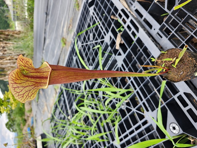 Y478 2ura S. Hybrid Y's - Y's Exotics （山田食虫植物農園）