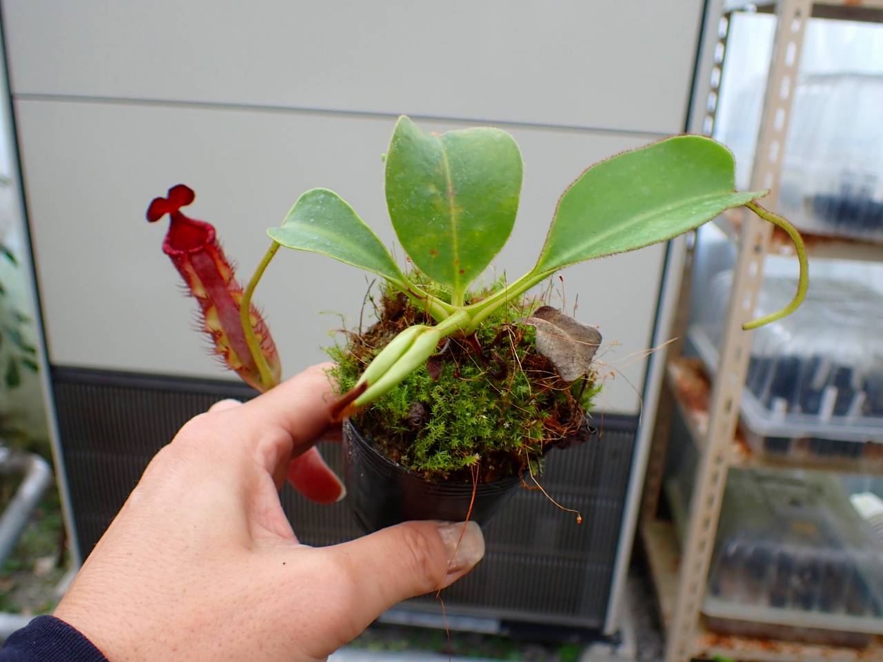 J617 1-3 N. peltata f. yellow phantom `Yamada' x lowii Ranau Y's