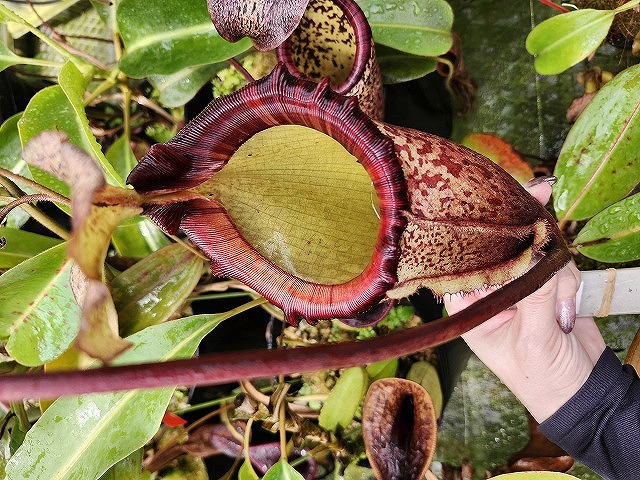 G133 1-2 N. xalisaputrana BT. Bangbanga SB - Y's Exotics （山田食