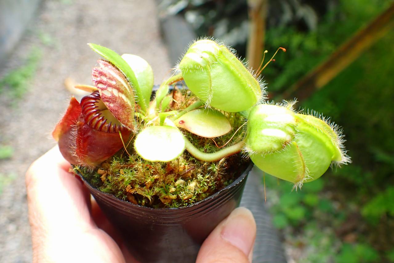 その他観葉植物 Cephalotus follicularis `Big Boy' Cedric P097 1-1 Cephalotus follicularis `Big Boy' Cedric | Y's