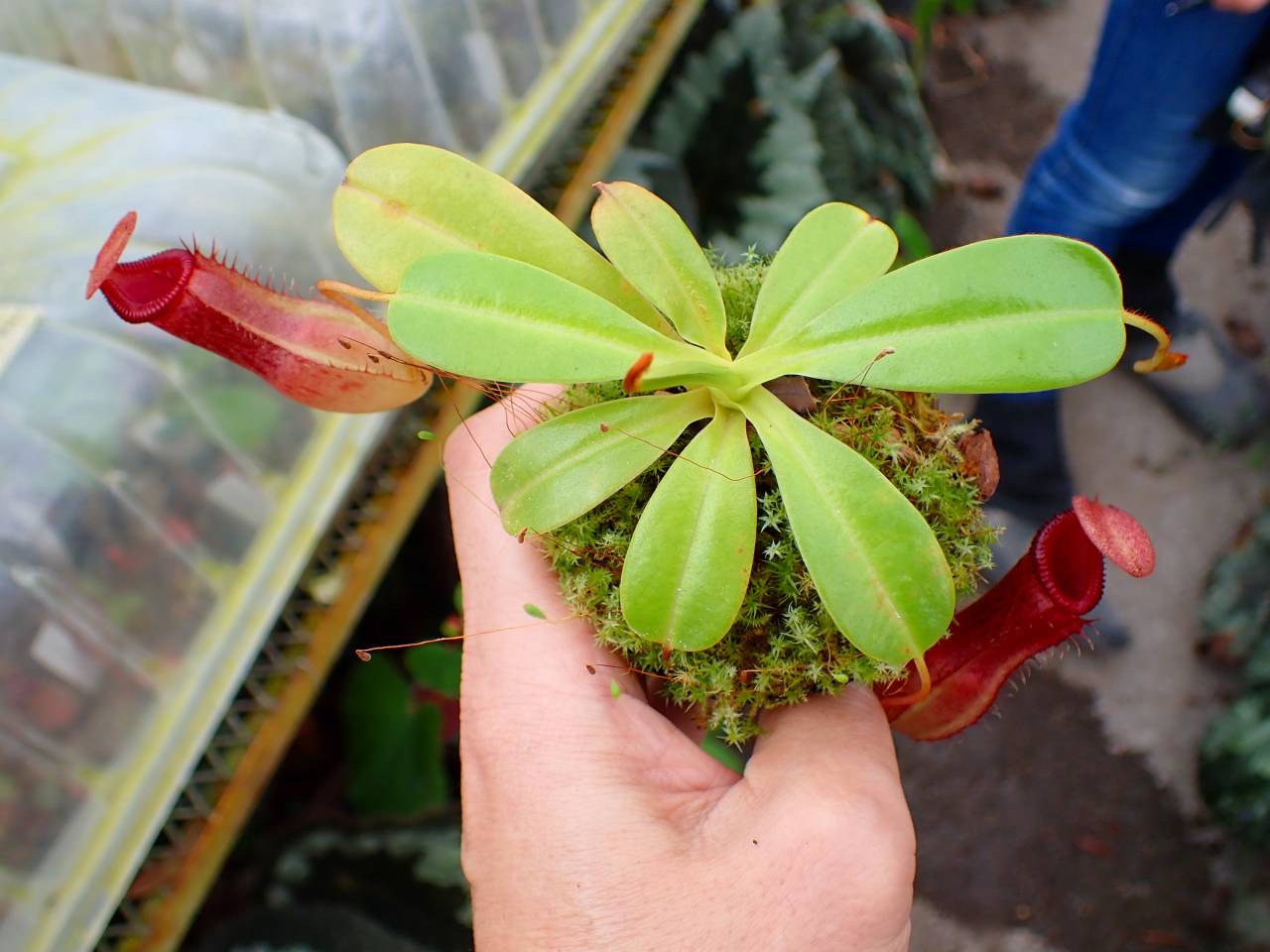 J544 1-3 N. ventricosa quezon x xharryana Tambuyukon #NNN - Y's