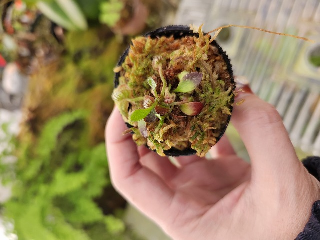 R361 1-2 Cephalotus follicularis [clone1297-08, seedling of Pascal