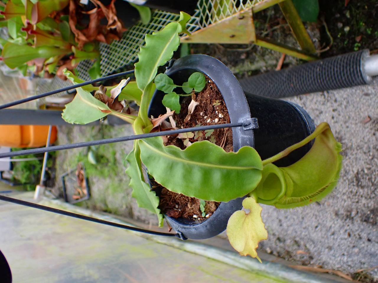 G052 1-1 N. maxima wavy stem x maxima (d) Sulawesi green Y's - Y's