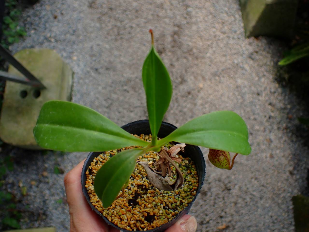 植物 J607 3-2 N. Gochica (sibuyanensis x maxima (i)) EP - Y's Exotics