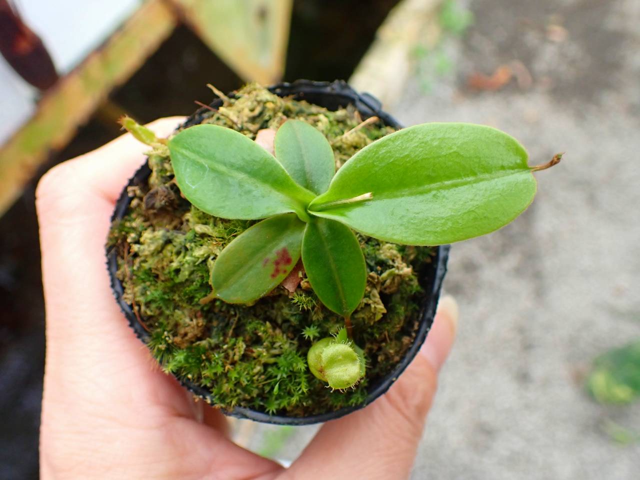 パラガス パラガス ADIDAS ZX FLUX WEAVE 'OREO