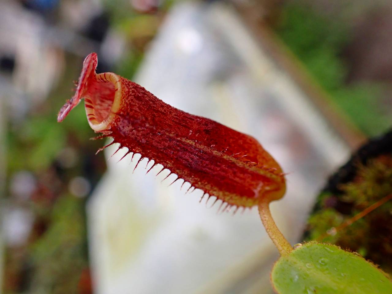 Y304 1-2 N. vogellii x lowii #NNN - Y's Exotics （山田食虫植物農園）
