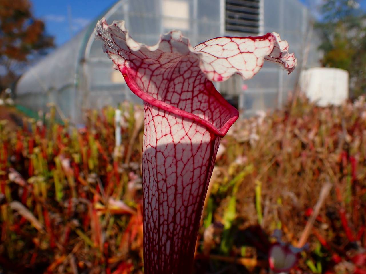 ★特選逸品★超高級☆天然植物香料100％【チベット族秘伝☆ 六度波羅蜜藏香】❤️ 特選逸品超高級天然植物香料100％【チベット族秘伝 六度波羅蜜藏香】