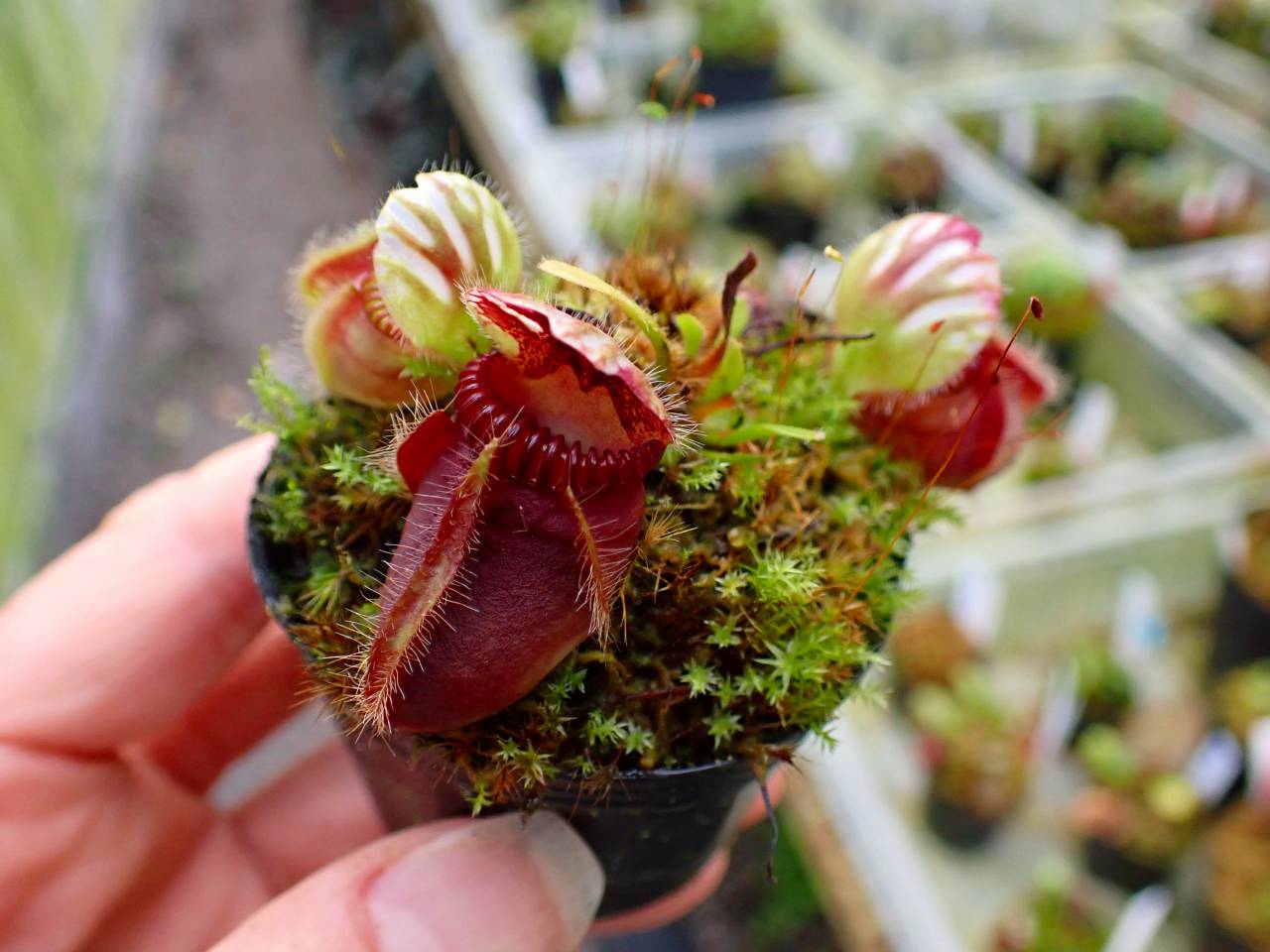 Y970 1-1 Cephalotus follicularis seedling of Hummer's Giant [BCP